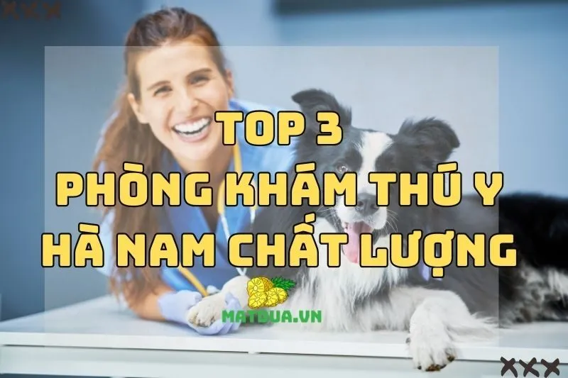 Top 3 Địa Chỉ Phòng Khám Thú Y Hà Nam Chất Lượng 2024