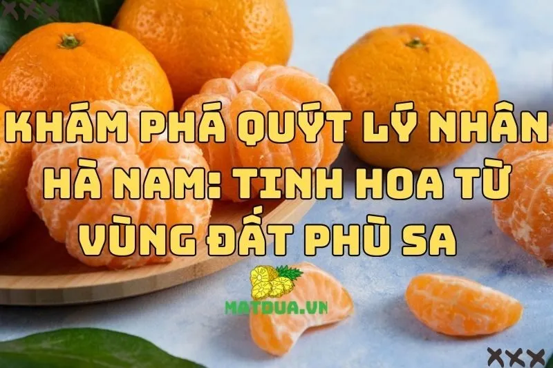 Khám phá quýt Lý Nhân Hà Nam: Tinh hoa từ vùng đất phù sa 2024